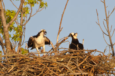 Ospreys