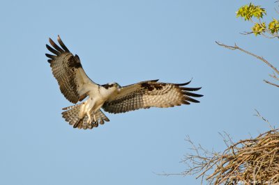 Osprey