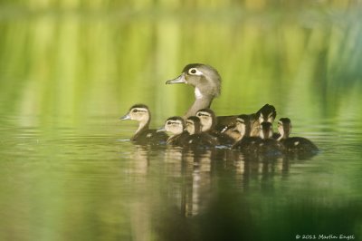 Wood Duck with Ducklings