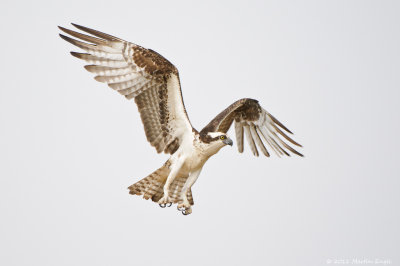 Osprey