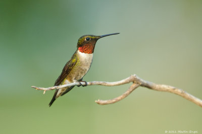 Ruby-throated Hummingbird