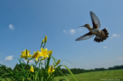 Ruby-throated Hummingbird