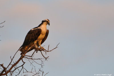 Osprey