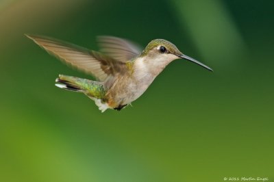 Ruby-throated Hummingbird