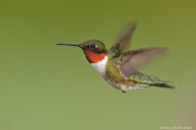 Ruby-throated Hummingbird