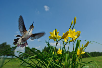 Ruby-throated Hummingbird