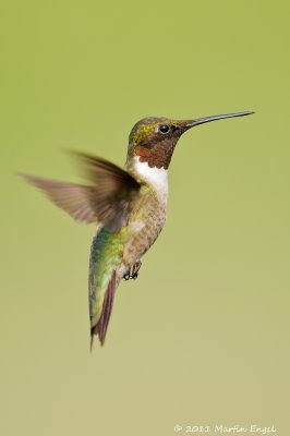 Ruby-throated Hummingbird