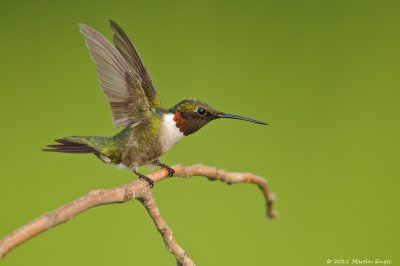 Ruby-throated Hummingbird