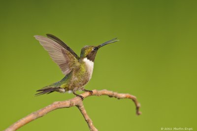 Ruby-throated Hummingbird