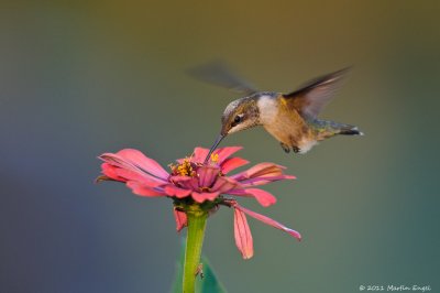 Ruby-throated Hummingbird