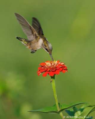 Ruby-throated Hummingbird