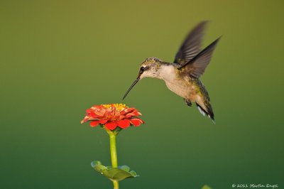Ruby-throated Hummingbird