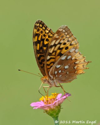 Great Spangled Fritillary