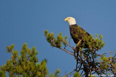 Bald Eagle