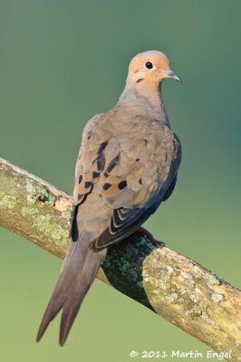 Mourning Dove