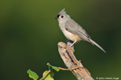 Tufted Titmouse
