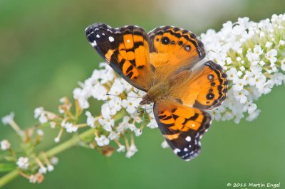 Great Spangled Fritillary