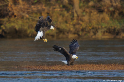 Bald Eagles