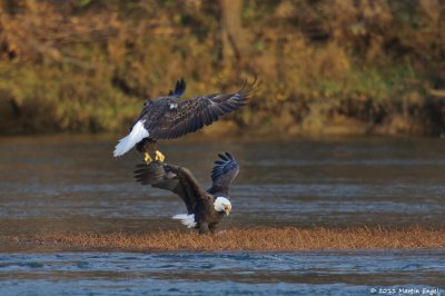 Bald Eagles