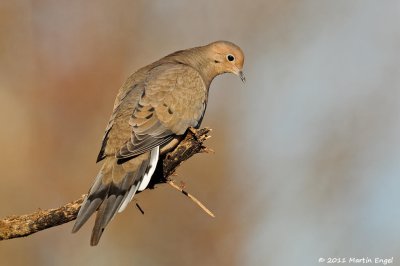 Mourning Dove