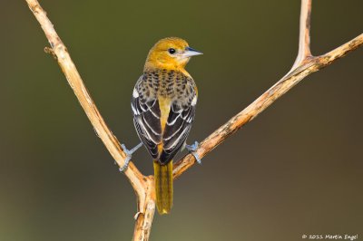 Baltimore Oriole