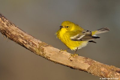 Pine Warbler