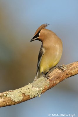 Cedar Waxwing