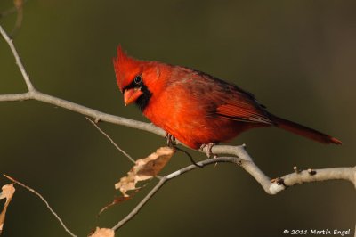Northern Cardinal