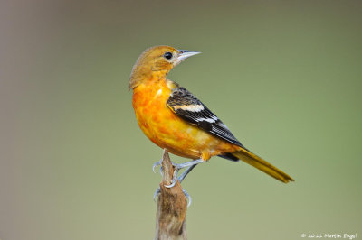 Baltimore Oriole