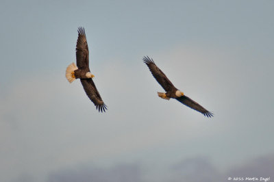 Bald Eagles