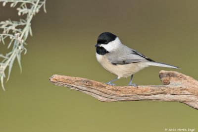 Carolina Chikadee