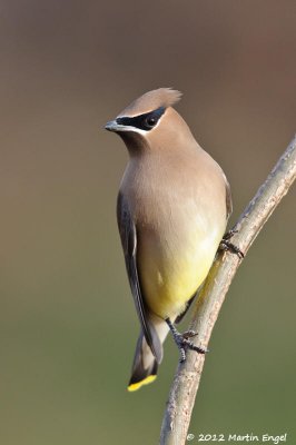 Cedar Waxwing