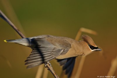 Cedar Waxwing