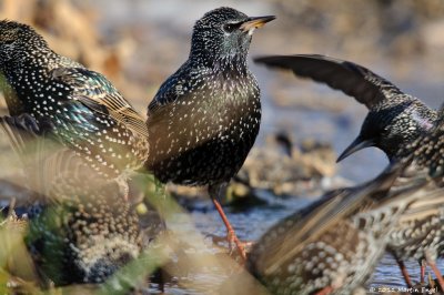 European Starlings