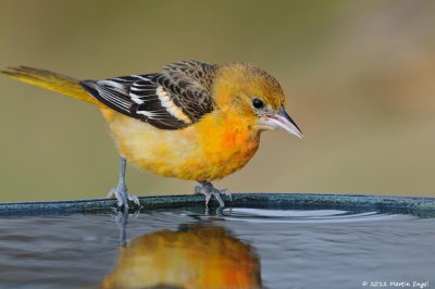 Baltimore Oriole