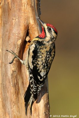 Yellow-bellied Sapsucker