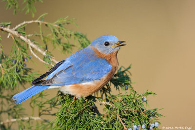 Eastern Bluebird