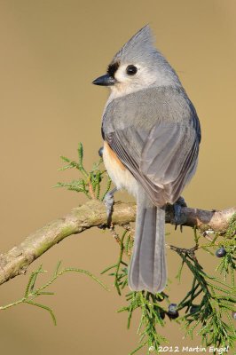 Tufted Titmouse
