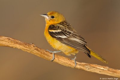 Baltimore Oriole