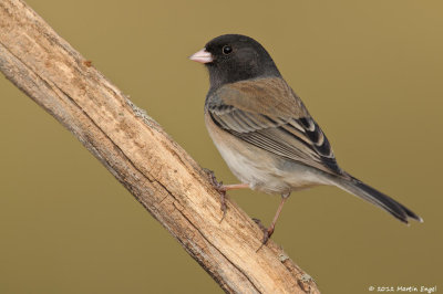 Dark-eyed Junco