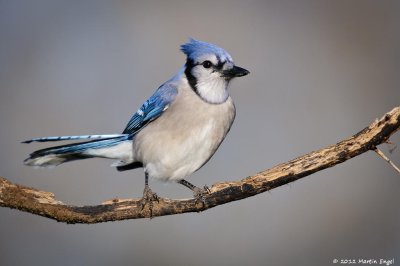 Blue Jay