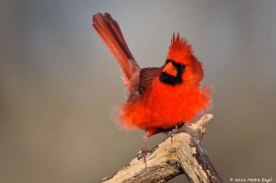 Northern Cardinal