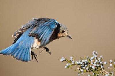 Eastern Bluebird