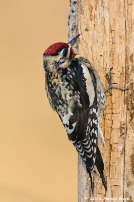 Yellow-bellied Sapsucker