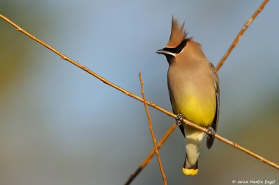 Cedar Waxwing