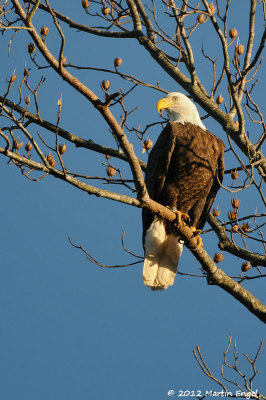 Bald Eagle