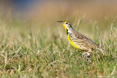 Eastern Meadowlark