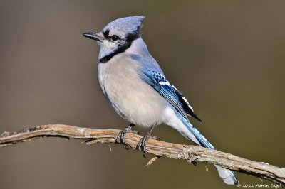 Blue Jay