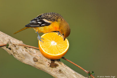 Baltimore Oriole