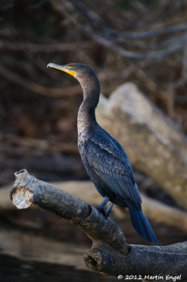 Double-Crested Cormorant